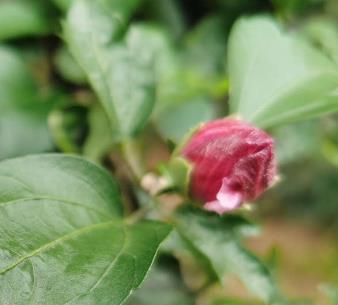 Villa 花園設(shè)計(jì)中如何養(yǎng)芙蓉