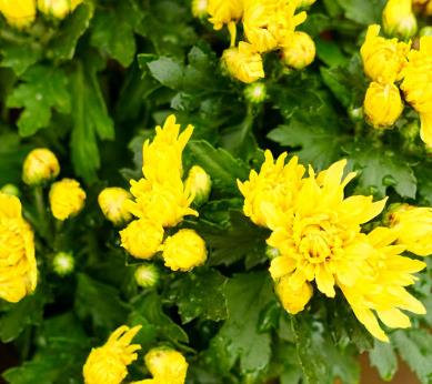 別墅庭院設(shè)計(jì)夏季如何養(yǎng)盆栽菊花？